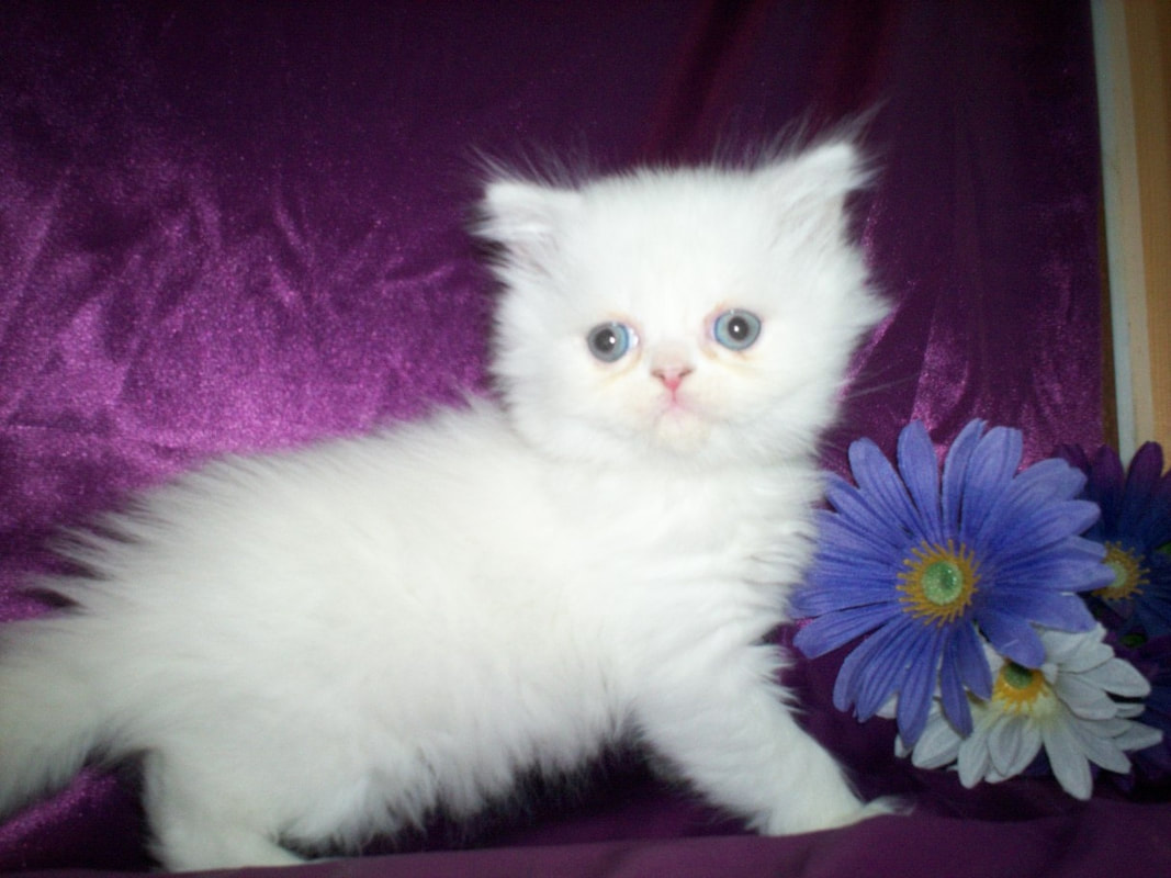 kittens for sale near me Lots cats kittens cat august